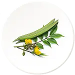 Kasaundi