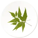 NEEM