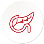 Pancreas support