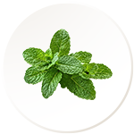 Pudina