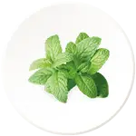 Sat-e- Pudina