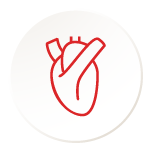 Cardiovascular System