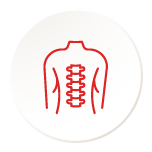 Musculoskeletal System