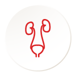 Urinary System